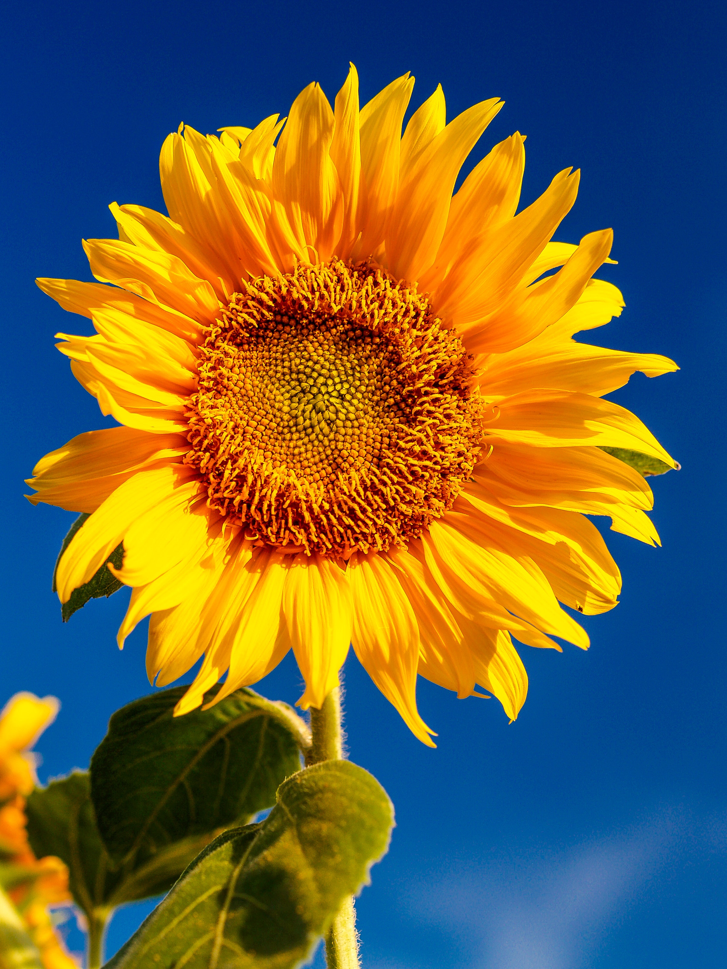 sunflower-lanyards-for-hidden-disabilities-optimum-medical