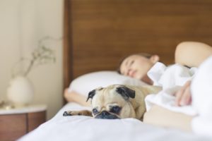 Woman asleep in bed with small dog